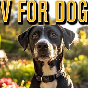 TV FOR DOGS: All Day Dog TV with Nature, Drone, Walking Footage & Calming Music