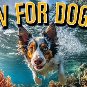 20 Hours of The Ultimate Best TV for Dogs: Underwater Coral Reef Adventures!