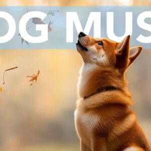 The BEST Relaxing Dog Music for Anxiety, Separation Anxiety