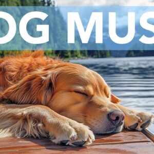 20 Hours of Dog Calming Music for Anxious Dogs, Puppies. Relax Any Breed FAST